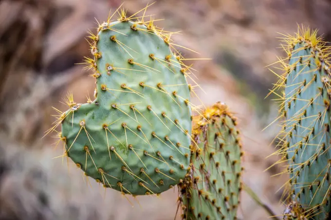 A cactus in the desert of Joshua Tree National Park