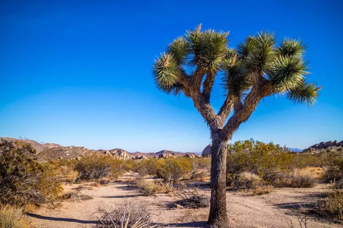 Joshua Trees in Joshua Tree National Park