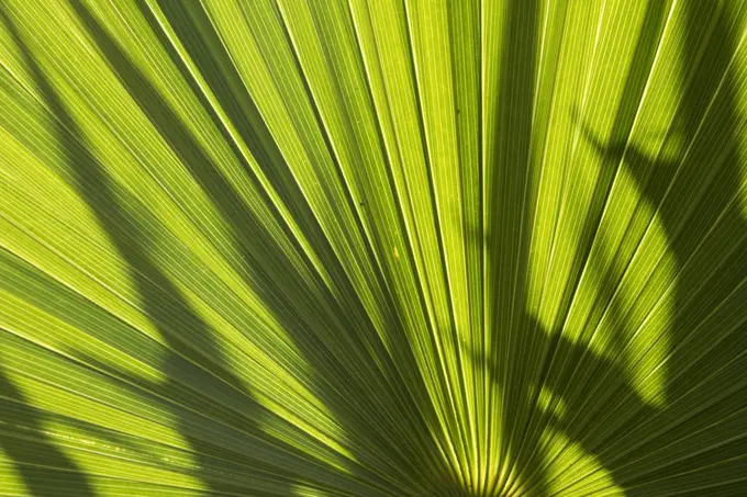 Top view of date palm tree isolated