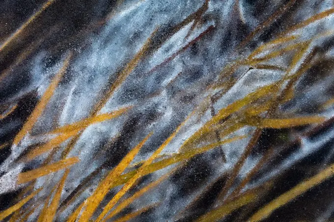 Ice-locked reed in the floodplains of river Turiec in Slovakia.