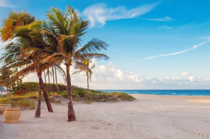 Florida empty beach landscape with palm trees and ocean at sunset.