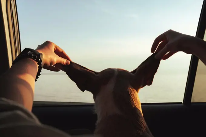 Road trip with pets: human holds ears of the dog in car