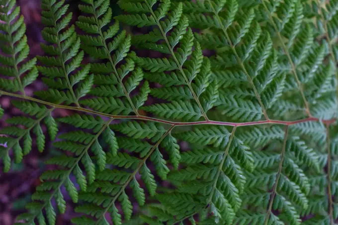 green big tropical leaf, tropical forest