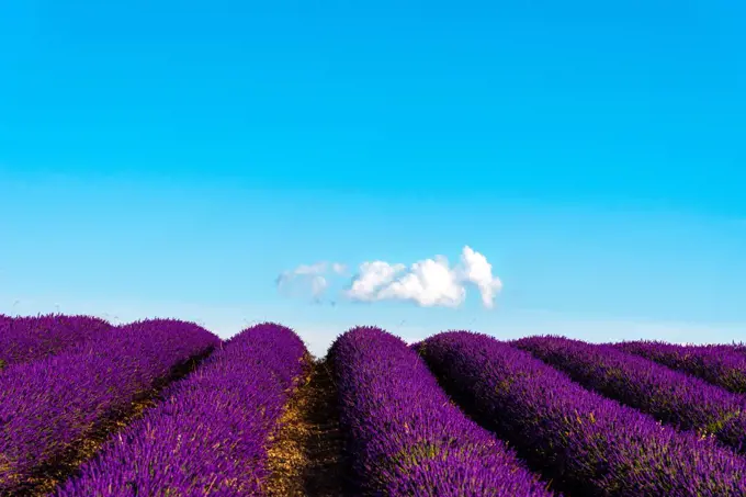 Minimalist Purple Lavender Field against blue sky white cloud