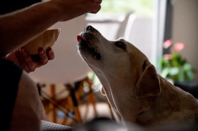 The dog begs for food. Labrador is a glutton. An elderly dog.