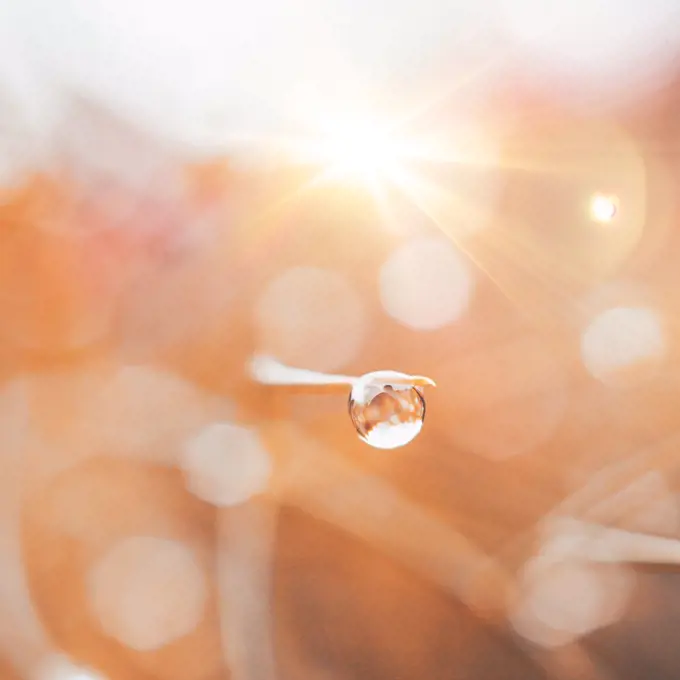 raindrop on the plant in rainy days in springtime