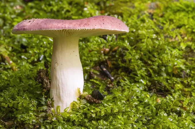 A nice little fungi nestled in beautiful green foilage