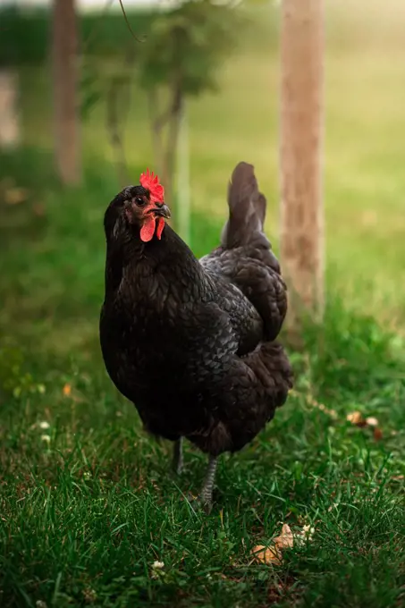 Australorp chicken standing in the grass