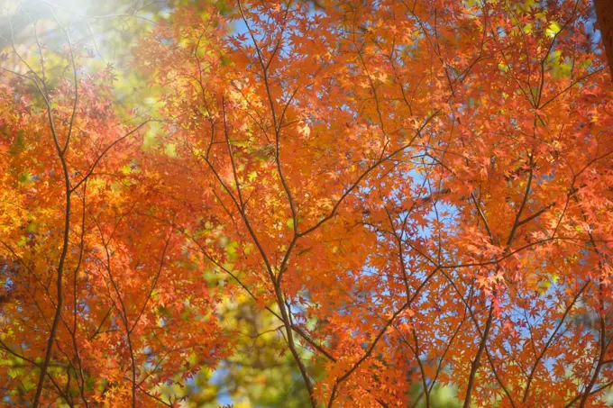 Forest with golden yellow leaves in autumn