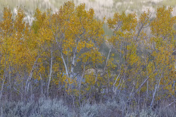 Aspen Trees, Parker Lake, Ansel Adams Wilderness, California