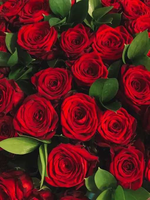 bouquet of red roses close isolated