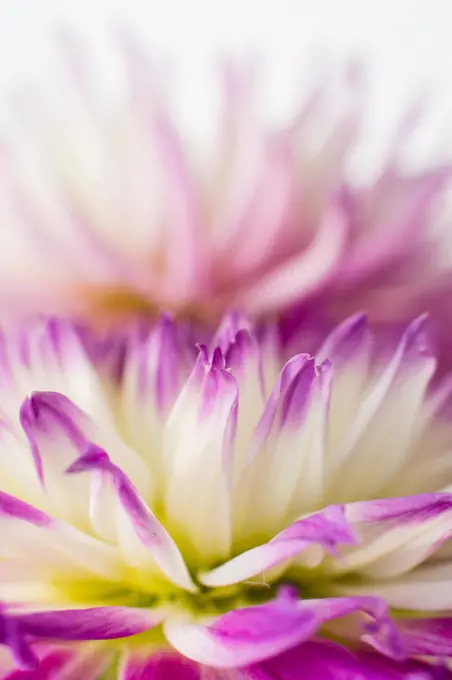 Purple and white dahlia petals macro with blurry background