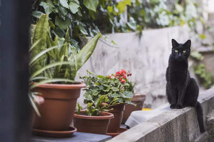 A cat quietly in the garden