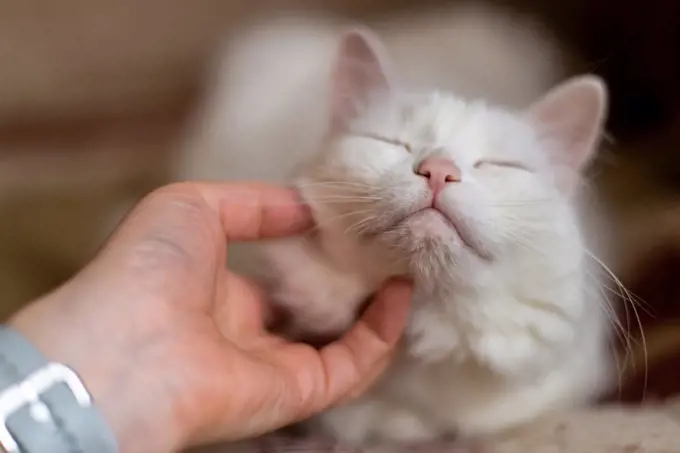 white fluffy cat enjoys caress