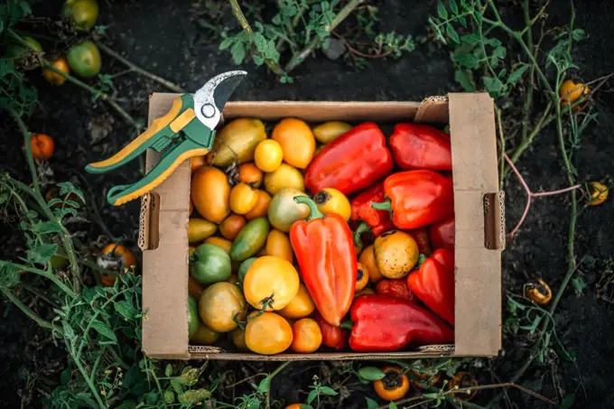 fresh organic tomatoes  in a  box From Garden