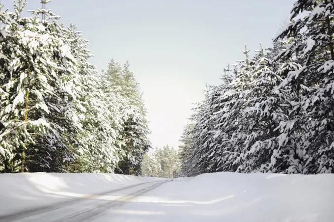 The road to the village in winter passes through a pine forest.