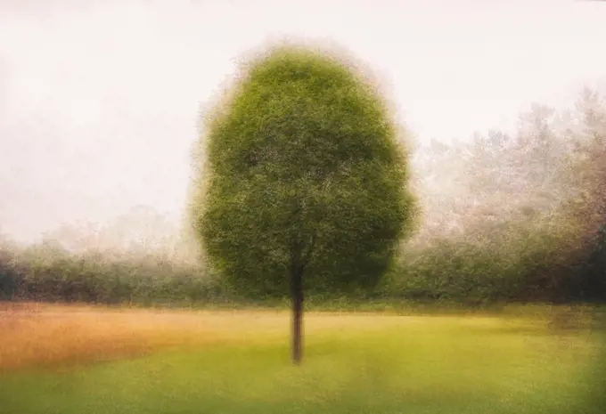 Artistic image of single tree in field using Pep Ventosa technique.