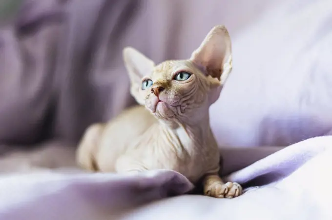 sphynx puppy cat looking at camera