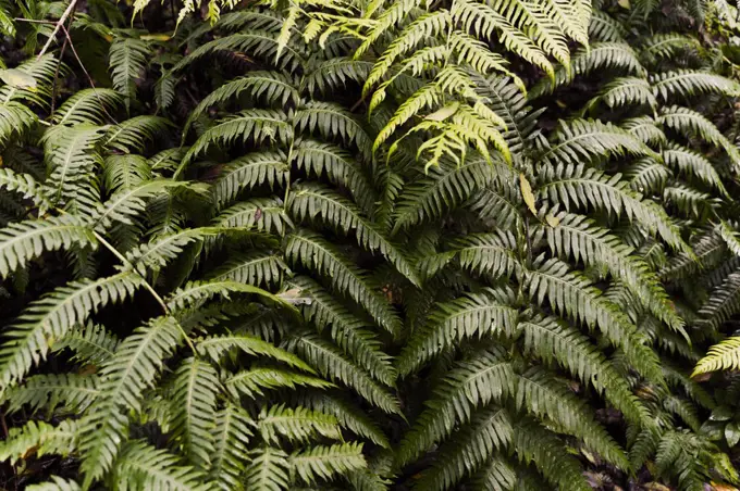 Fern leaves on dark background in jungle.