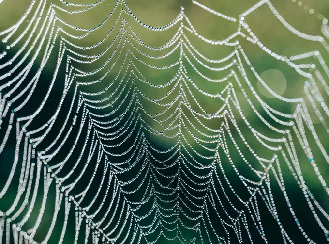 Macro image of the strands of a dew covered spider web.