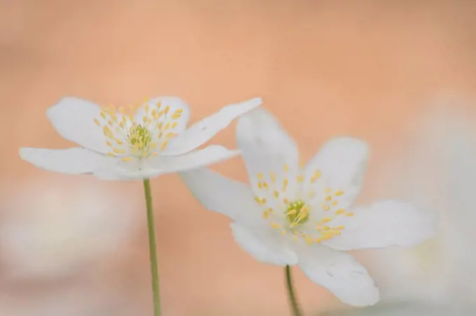 Anemone nemorosa,wood anemone flower outside