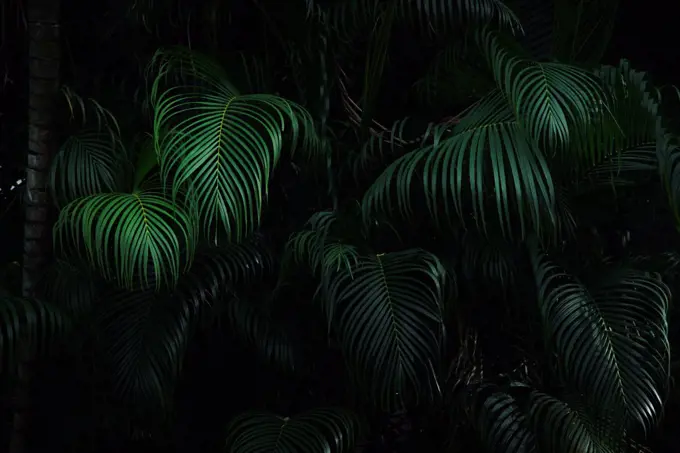Dark green palm forest background