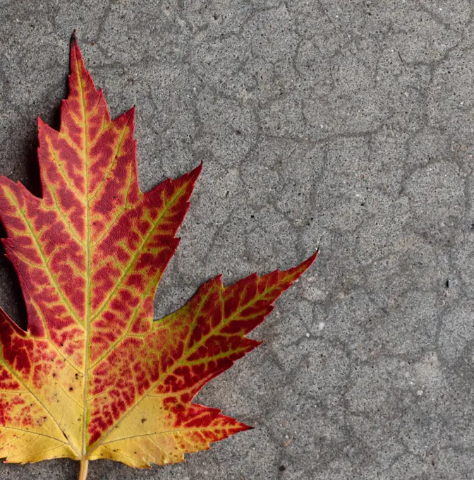 Close up of yellow and red maple leaf on gray background in fall.