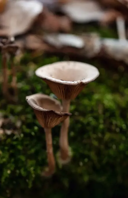 Close up of mushrooms growing on the forest floor.