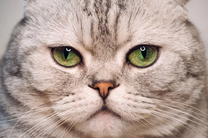 portrait of a cat in close-up with green eyes