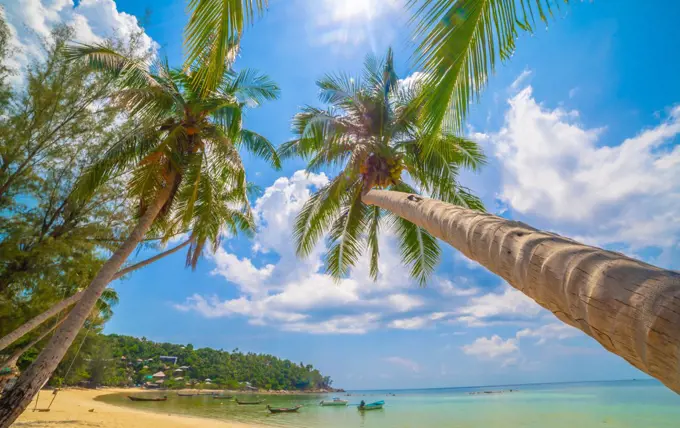 Paradise Sunny beach with palms and turquoise sea. Summer vacati