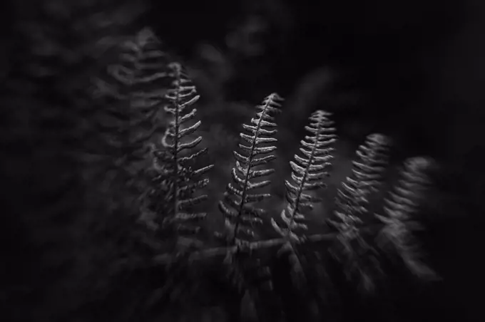 Dark, mood, moody, black and white, plants, plant, nature, autumn