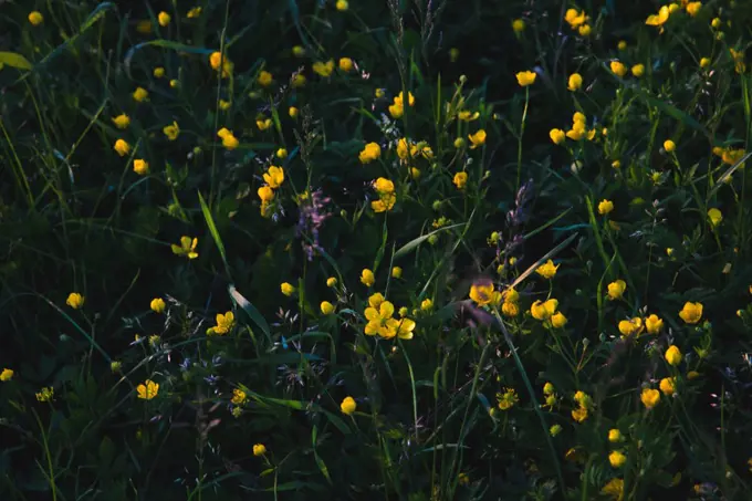 Dark glade with yellow buttercups