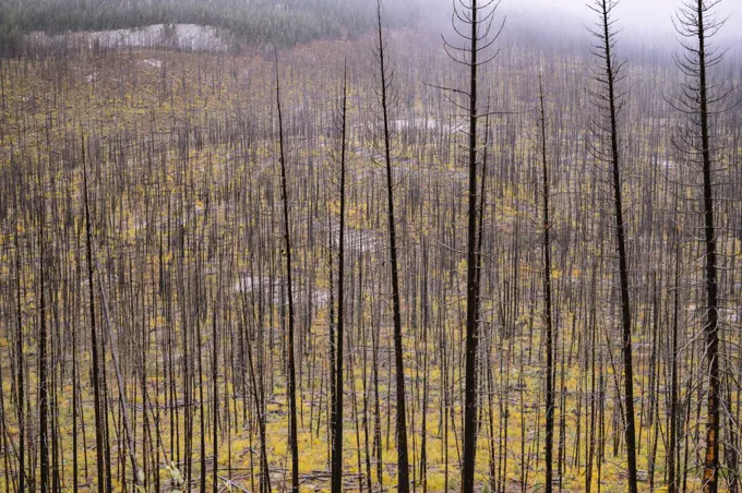 Pattern of dead trees in an alpine wildfire