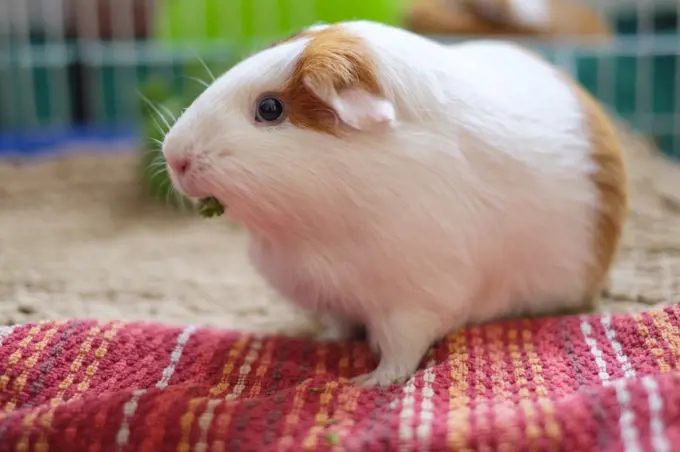Cute guinea pig eating parsley