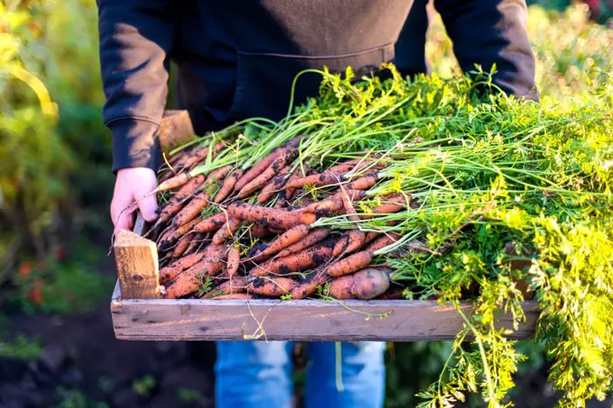 Woman harvests carrots from her garden