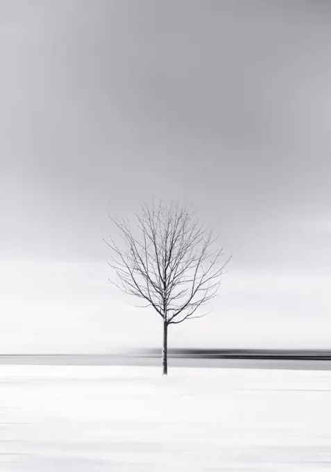 Minimalist black and white image of lone tree on a snowy winter day.