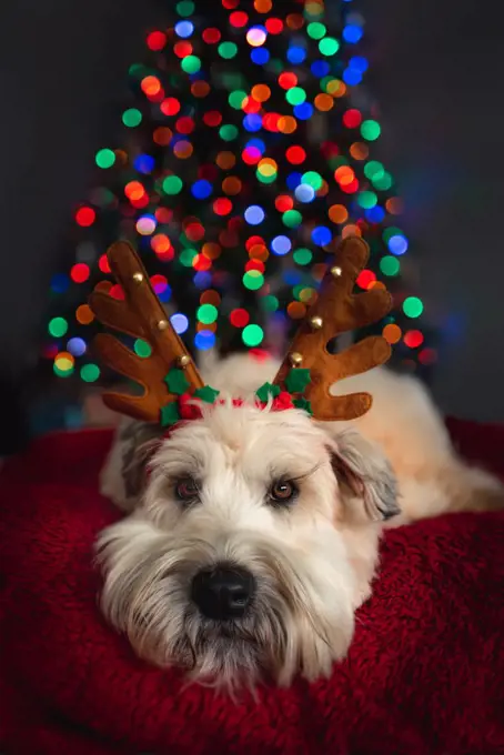 Portrait of cute dog wearing antlers in front of Christmas tree.