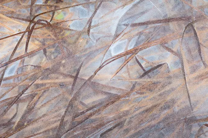 Ice-locked reed in the floodplains of river Turiec in Slovakia.