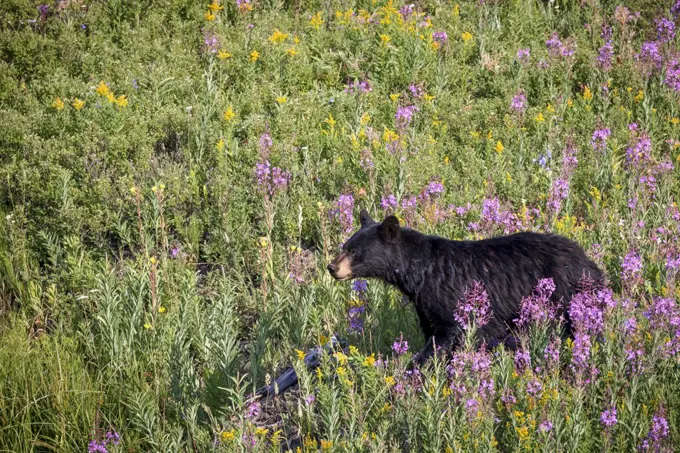 An adult female black bear in Yellowstone National Park, Wyoming