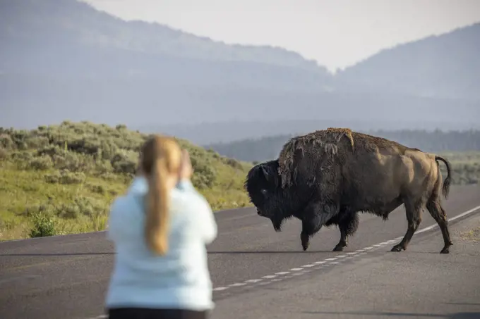 A bison crosses a road in Yellowstone National Park, Wyoming.