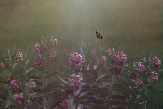 Butterfly in an open field with flowers