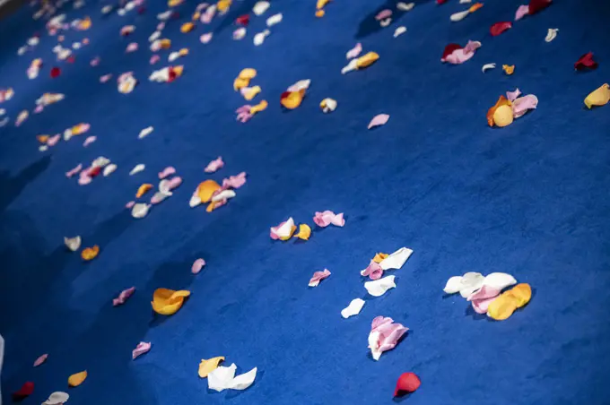 Colorful petals scattered on a blue carpet