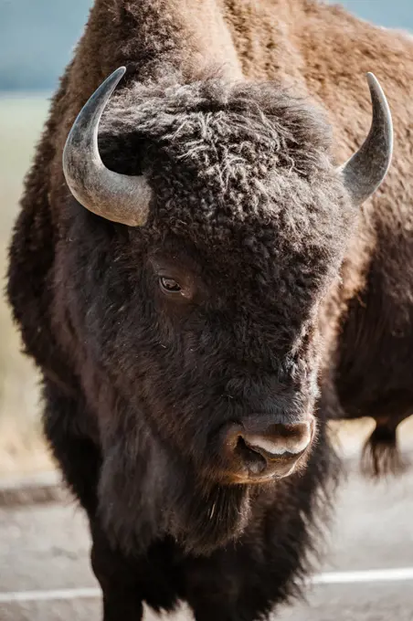 Bison Grazing in Hayden Valley, Yellowstone National Park