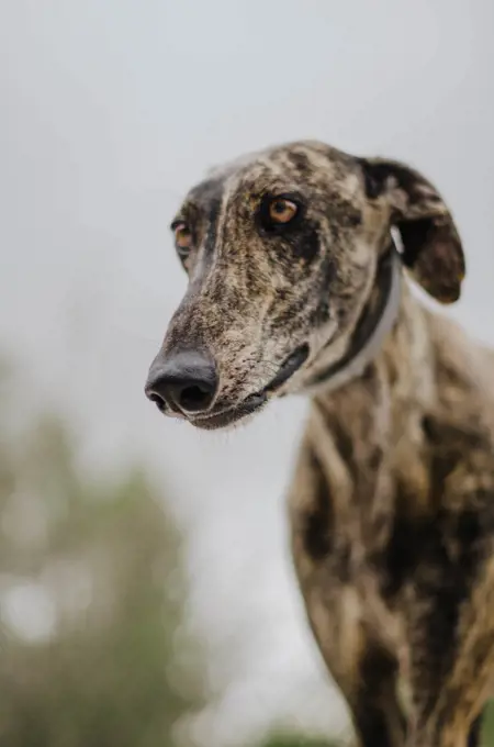 Brindle greyhound with antiparasitic gray collar