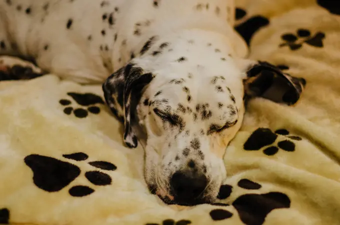 Dalmatian sleeping on a bed with footprints