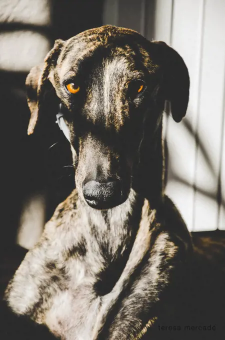 Brindle greyhound with brown eyes and shadows in his body