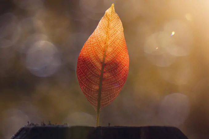 brown tree leaf in the nature, autumn leaves and autumn colors