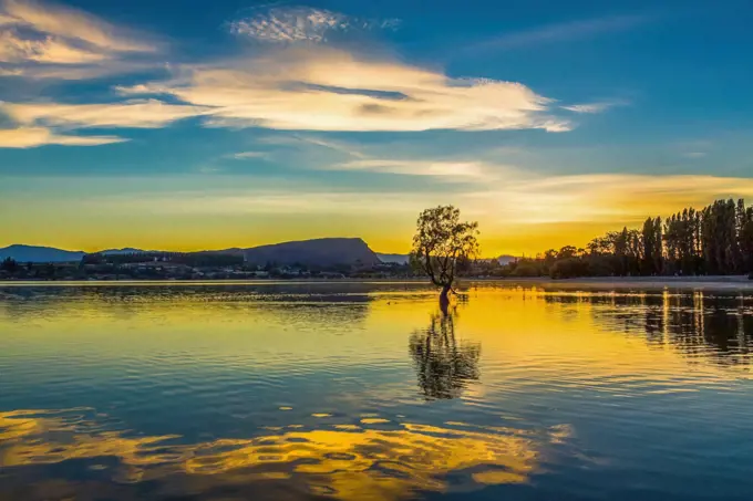 Reflections Lake Wanaka on sunset, wanaka tree New Zealand