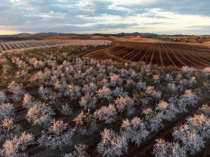 beautiful almond trees in alentejo in portugal