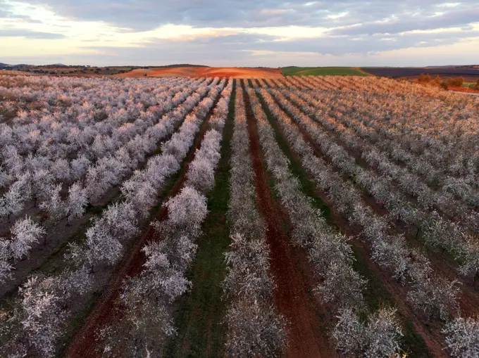 beautiful almond trees in alentejo in portugal